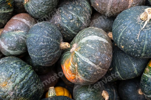 Preview: Close-up pile of pumpkins Fresh orange pumpkins stacked tightly
