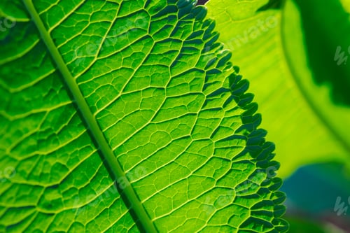 Preview: This is pattern of a green horseradish leaf.