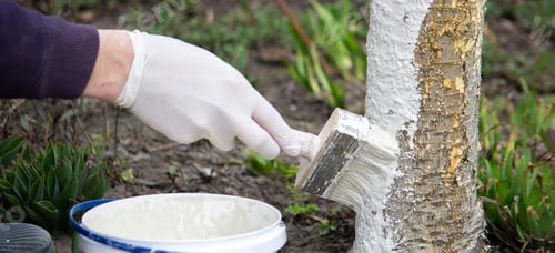 Preview: a male farmer covers a tree trunk with protective white paint against pests.