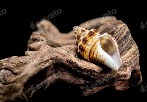 Preview: Gyrineum Gyrinum Shell on Driftwood