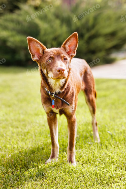 Preview: Australian Kelpie puppy outside in the yard on the green lawn