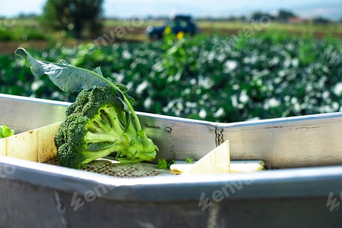 Preview: Harvest broccoli in farm with tractor and conveyor. Workers pick