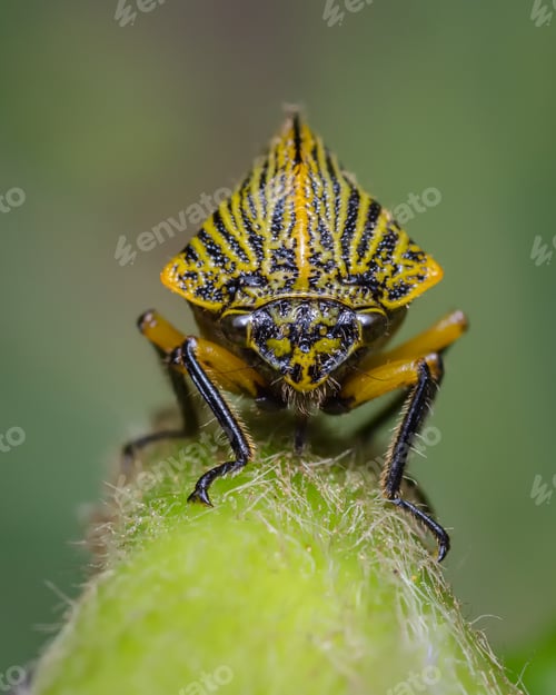 Preview: Front look of a yellow insect on green background