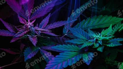 Preview: Sativa marijuana plant in glowing neon light. Indica rasterized herbal cannabis.