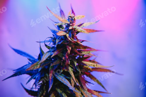 Preview: Cannabis Marijuana plant in Vaporwave deep purple neon style.