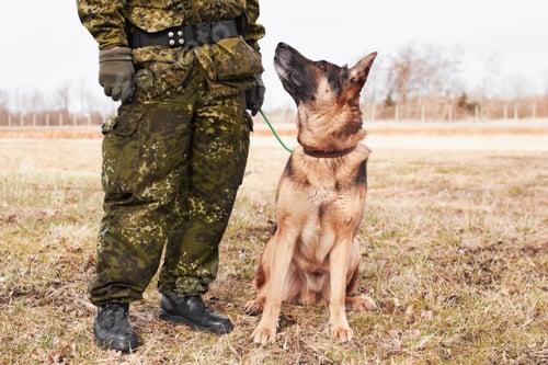 Preview: Looking up to his master. An alsatian looking up at his soldier trainer.
