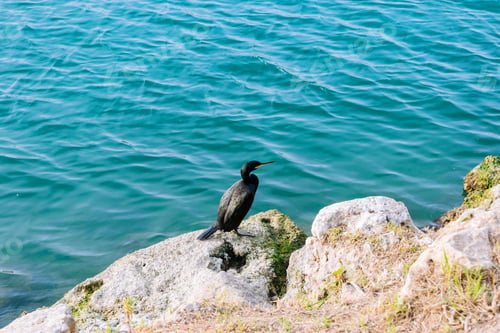 Preview: Phalacrocorax Brisson, 1760 known as cormorant sitting on rocks at the edge of the turquoise sea