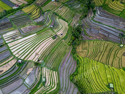Preview: Aerial View Of Rice Terraces