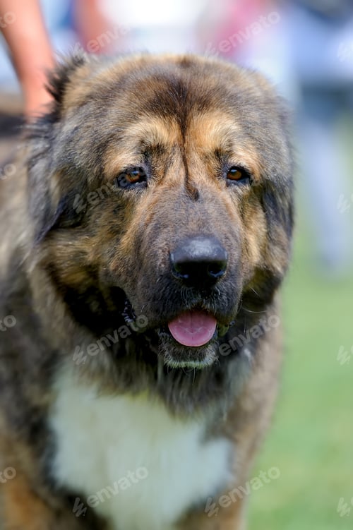 Preview: Dog in green grass