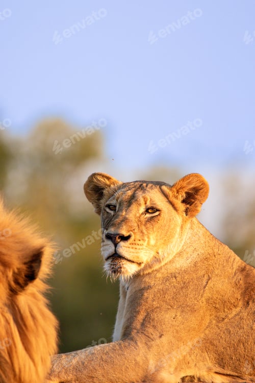 Preview: A lioness, Panthera leo, lying down, golden light.