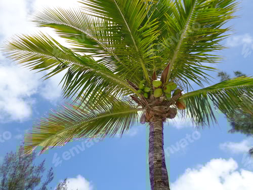 Preview: Palm tree with coconuts against a tropical sky. Natural background