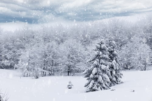 Preview: Harsh winter landscape beautiful snowy fir trees
