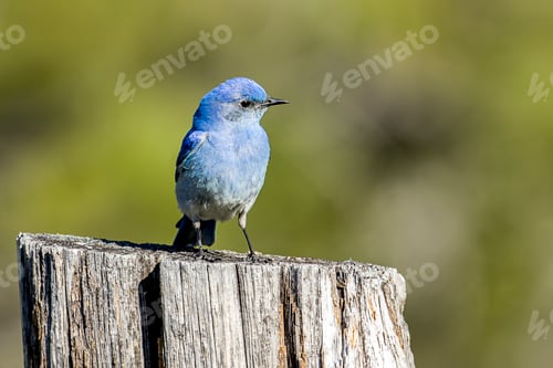 Preview: Cute bluebird on a post.
