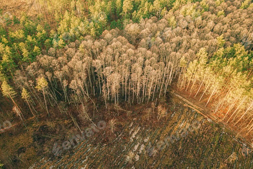 Preview: Aerial View Green Pine Forest In Deforestation Area Landscape. Top View Of Fallen Woods Trunks And