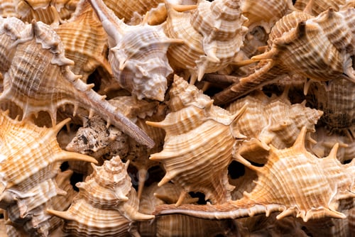 Preview: Seashells collection background