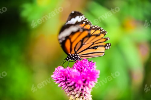 Preview: Butterflies fly to flower islands in the midst of nature.