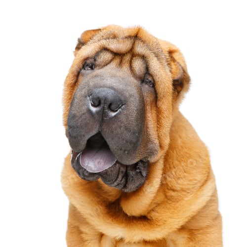 Preview: beautiful shar pei puppy