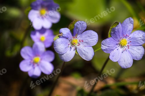 Preview: Breathtaking view of round-lobed hepatica flower.