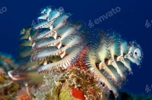 Preview: Caribbean Christmas tree worm