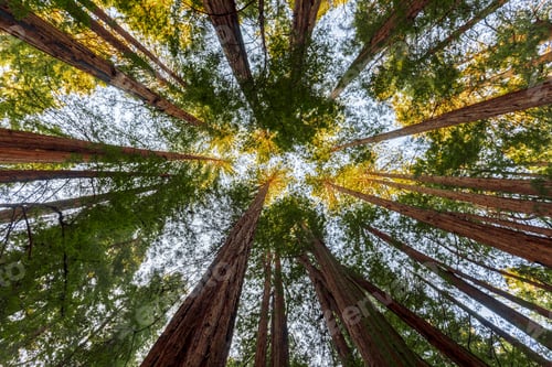 Preview: Tall redwood trees