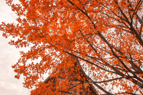 Preview: Branches of an old oak with yellow leaves, above the roof of a traditional rural country house,