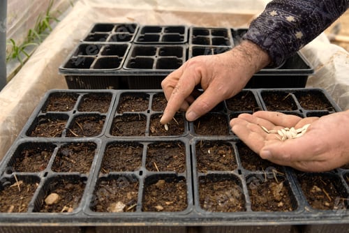 Preview: Closeup of a farmer's hand while sowing zucchini in the nursery