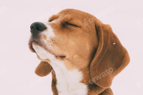 Preview: Close Up Portrait Of Beautiful Puppy Of English Beagle With Clos