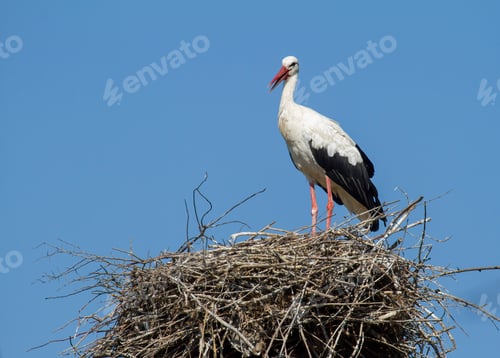 Preview: White stork, Ciconia ciconia. The bird stands on the nest against the background of the sky