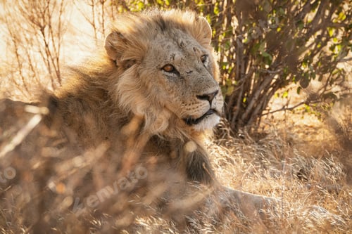Preview: Animals in the wild - Lion at sunset in Samburu National Reserve, North Kenya