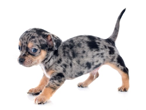 Preview: puppy chihuahua