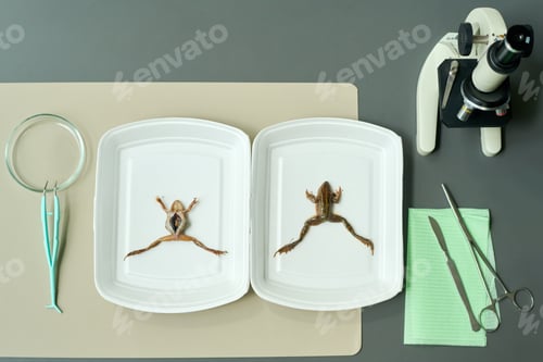 Preview: Above view of two plastic trays with frogs for dissection and other supplies
