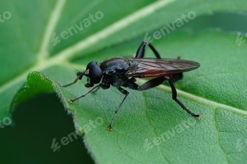 Preview: Close up of a Crimson-belted Hoverfly (Brachypalpoides lentus) on a green leaf