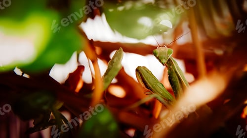 Preview: Praying mantis gaze among the plants