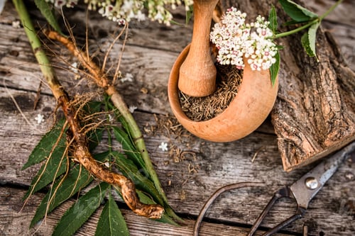 Visualização: Herbáceo de sabugueiro - uma planta medicinal usada para tratar reumatismo, gota, tumores, feridas e também como