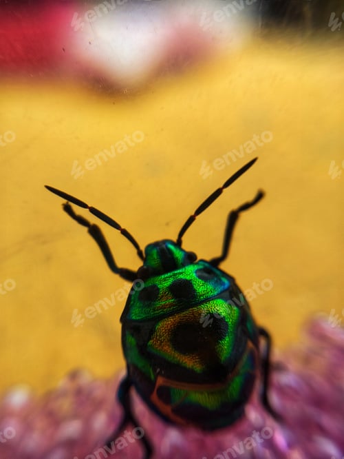 Preview: Colorful Bug
