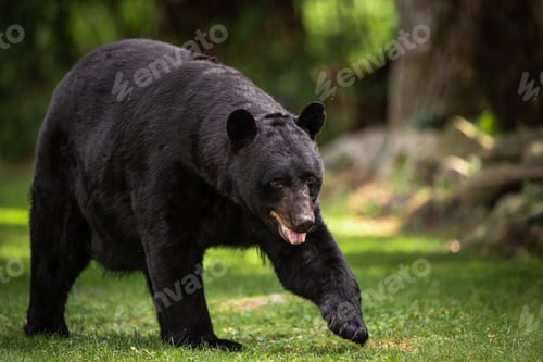 Preview: A Black Bear Portrait in Pennsylvania