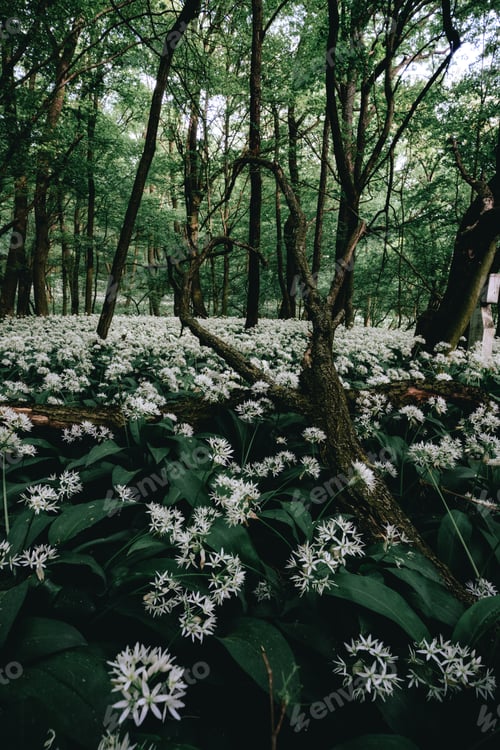 Preview: Scenic view of white flowers in the forest.