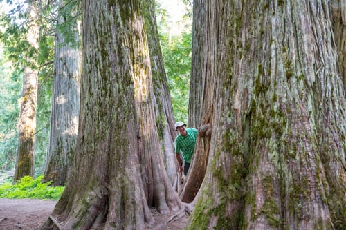 Preview: Sequoia