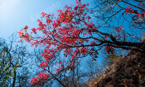 Preview: Autumn forest nature at morning