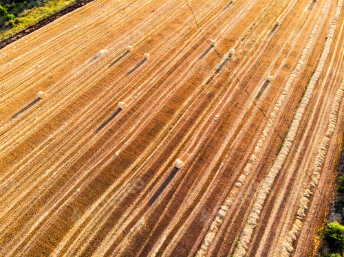 Preview: field