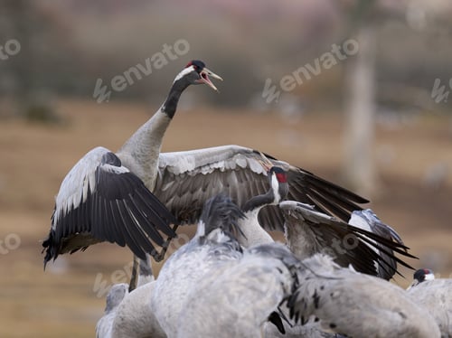 Preview: Common crane (Grus grus)
