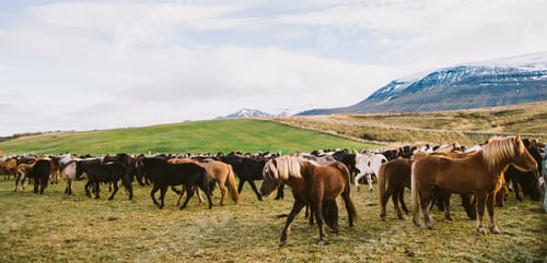 Preview: Herd of precious Icelandic horses gathered in a farm.