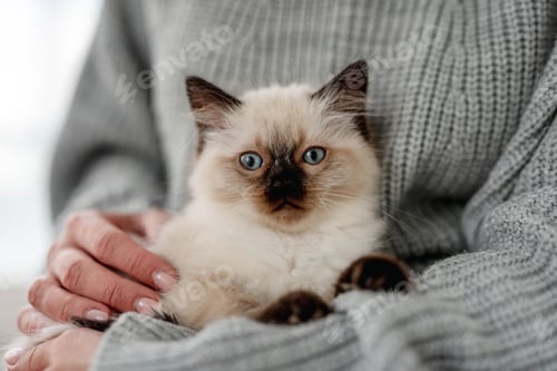 Preview: Ragdoll kitten in the hands of owner