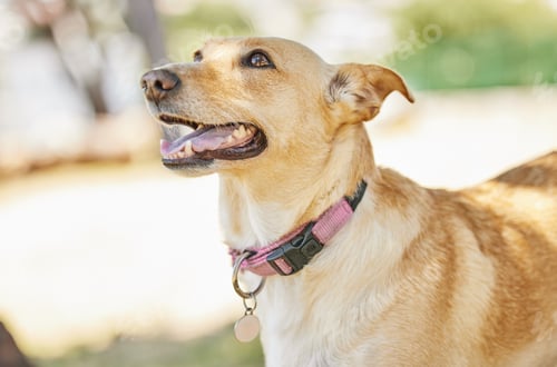 Preview: Mans best friend