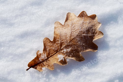 Preview: Dry autumn leaf on the snow