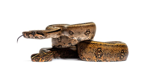Preview: Black stripe boa constrictor sticking the tongue out, isolated o
