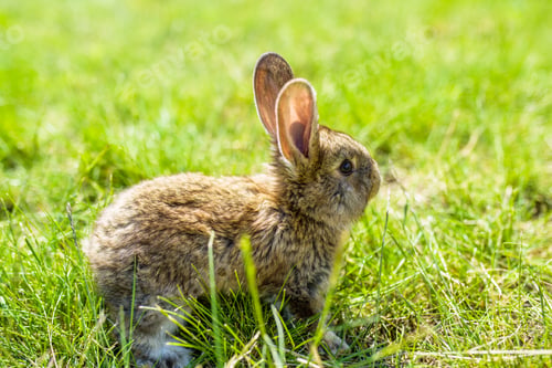 Preview: rabbit on the grass