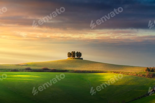 Preview: Cypress grove on top of a hill in Orciano Pisano in the Pisan hills, Tuscany, Italy