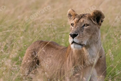 Preview: Majestic lioness surveying the savannah at dusk