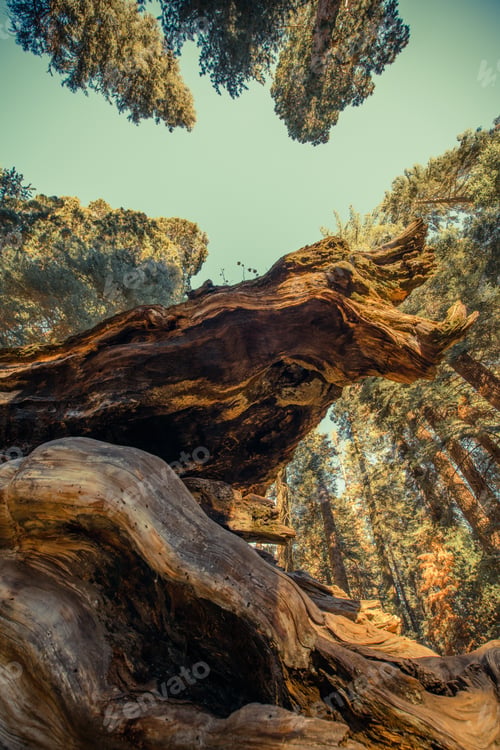 Preview: Giant Sequoia Ancient Forest